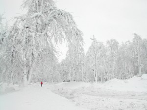 Dealing With Winter – Learning From&nbsp;Nature