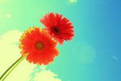 3383537943_64d0a11b15