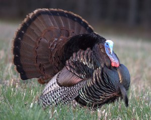 4122078728_f9741947b7