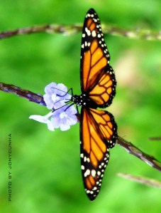 4081041321_f8d89785be