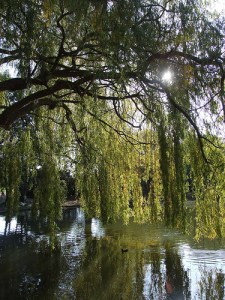 weeping willow