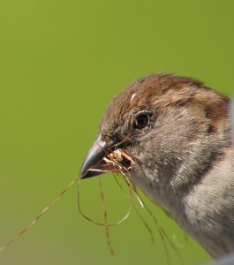house sparrow