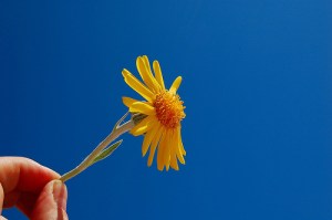 11285606506_a5effb0150