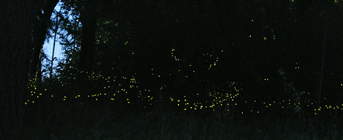 fireflies / lightning bugs over a meadow at night