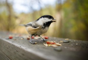 15278018940_49ef1d6a3f