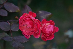 Rosebush – A&nbsp;Poem