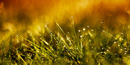 15533441892_2ff10daa10