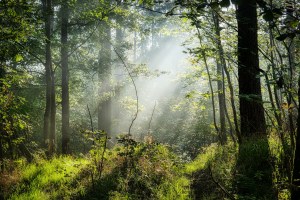 Silence Speaks Poem About Listening in&nbsp;Nature