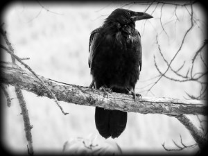 A Poem About Crows – Mysterious Birds of Intelligence and&nbsp;Wisdom