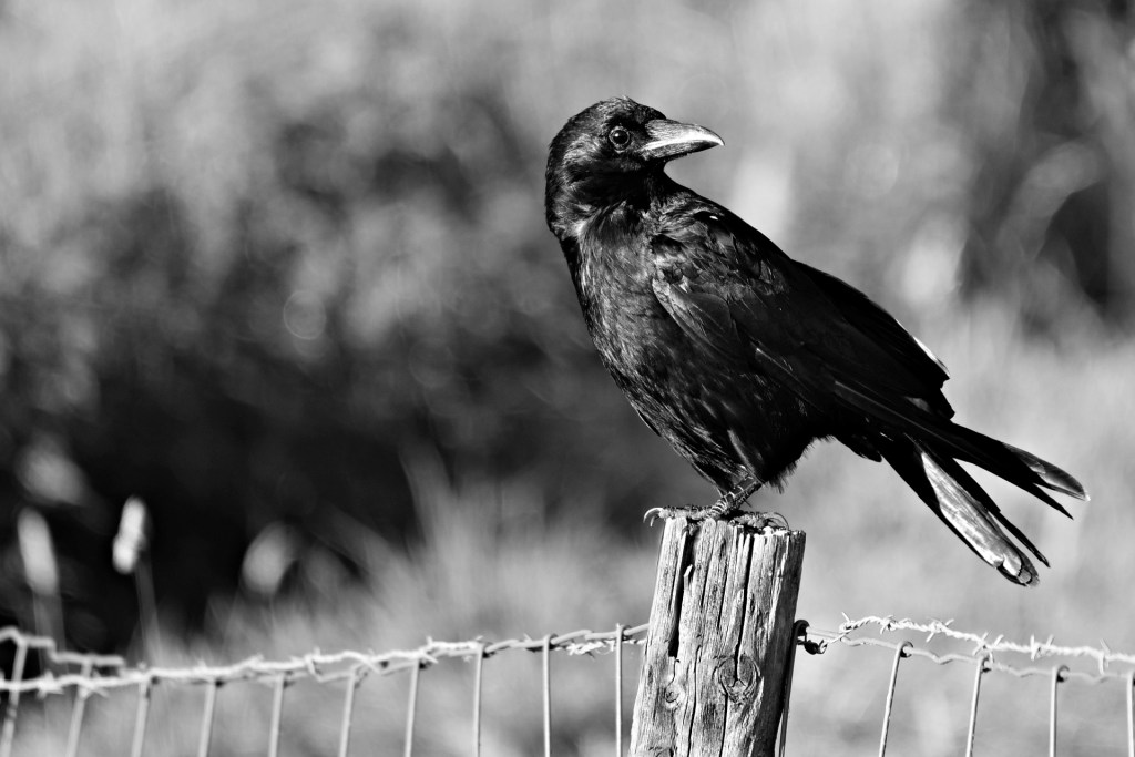A black and white image of a crow sitting on a fence symbolizing mystery and intelligence - featured in a poem about crows.