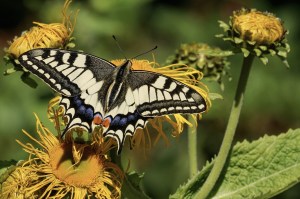Metamorphosis A Poem About Butterflies and God’s&nbsp;Grace