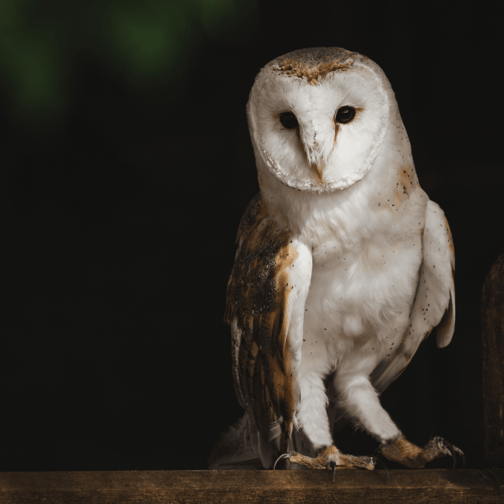 a picture of an American Barn Owl perched atop a fence at night.