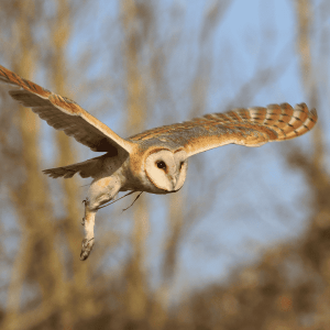 a photo of an American Barn Owl in flight during the day with wings extended, 