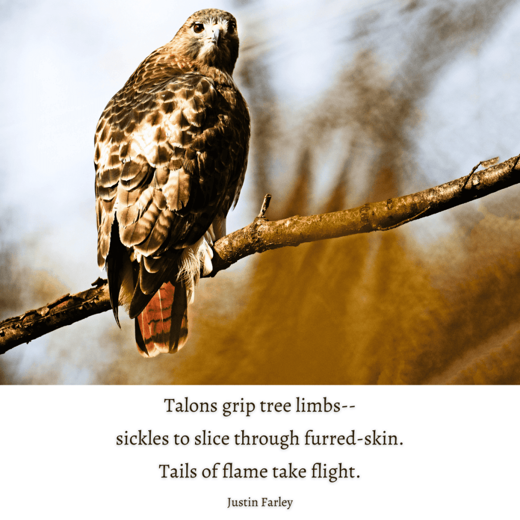 A bird haiku poem about red-tailed hawks by nature poet justin farley at the bottom of an image of a red-tailed hawk sitting on an outstretched tree limb, sharply in focus with a blurred background.