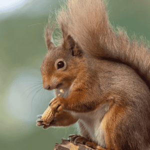 cute picture of a squirrel holding a peanut with both hands, sharply in focus in the front of the frame. The background is blurred.
