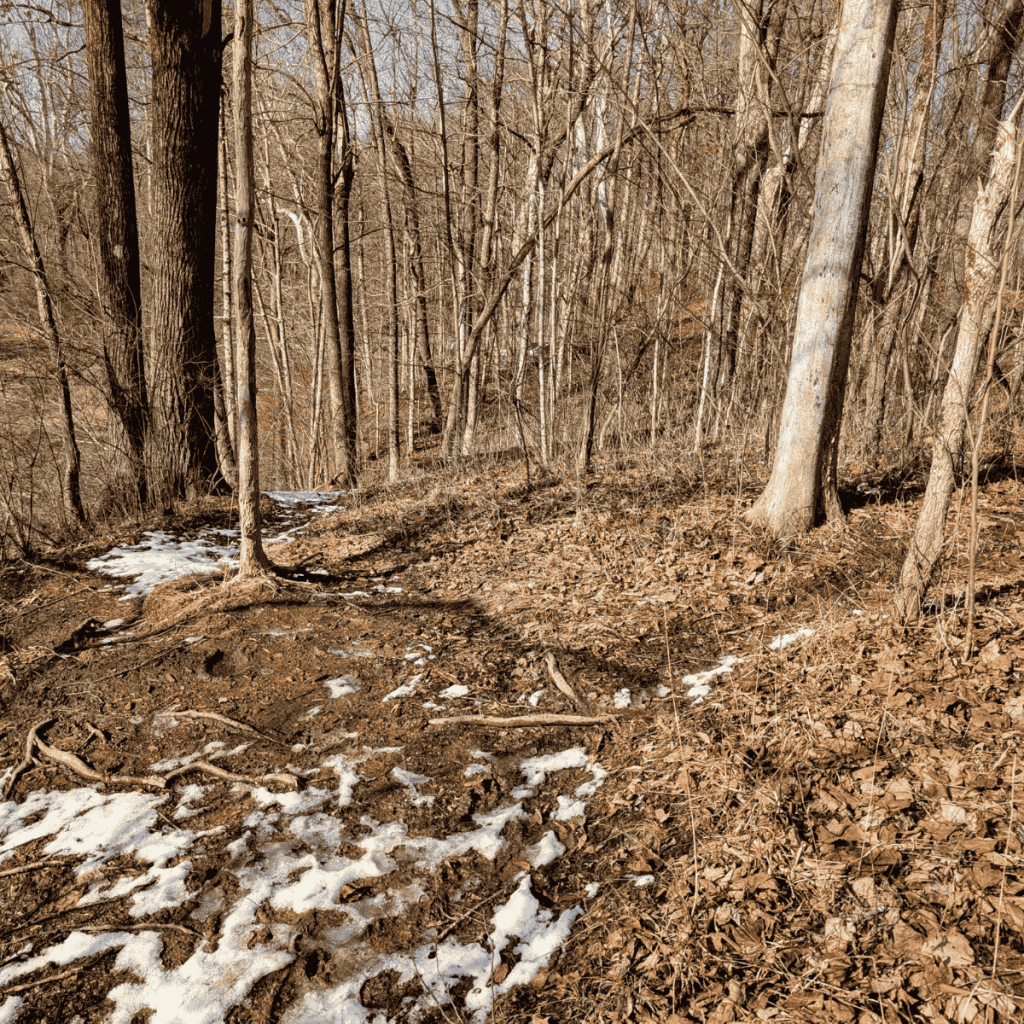 An image of bare trees in the early part of spring with left over winter snow thawing in the sun.