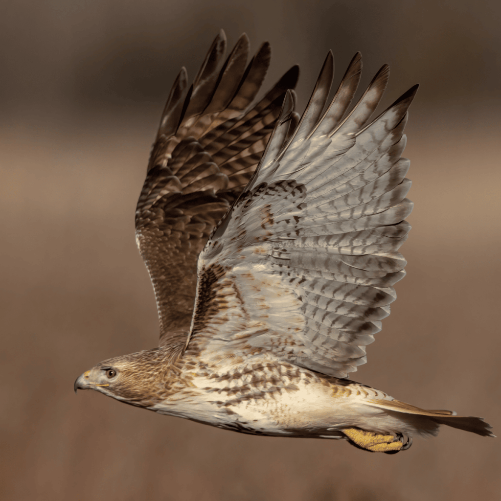 A picture of a red-tailed hawk in flight with in focus in the front of the frame with a blurred background of a field.
