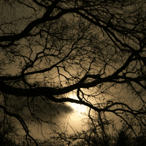 a picture of a tree covered in shadow in front of the sun peaking out from behind dark clouds.