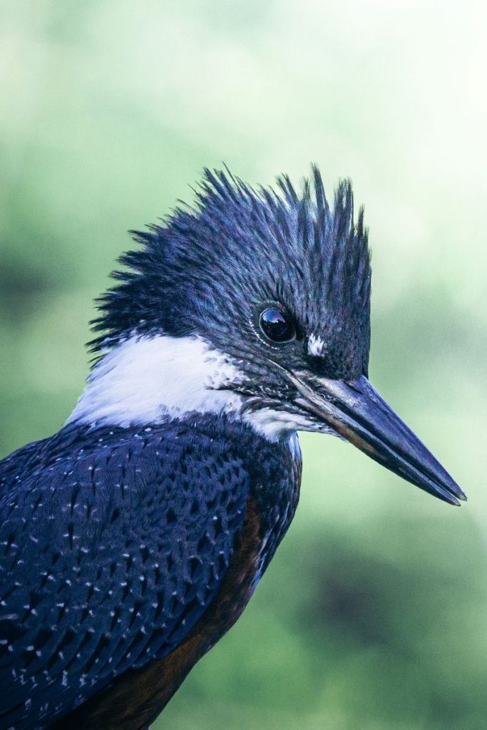 A close-up portrait of a Belted Kingfisher, showcasing its spiky crest, sharp beak, and intricate plumage. The bird's dark eyes reflect light, and the blurred green background highlights its striking black, white, and blue feathers.