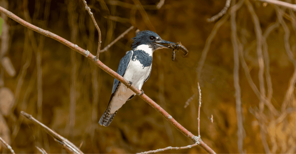 A Belted Kingfisher perched on a thin branch, gripping a freshly caught crayfish in its sharp beak. The bird’s spiky crest is raised, and its black-and-white plumage contrasts against the earthy brown background of exposed roots and a riverbank. The crayfish dangles, its legs curled, as the kingfisher prepares to consume its meal.