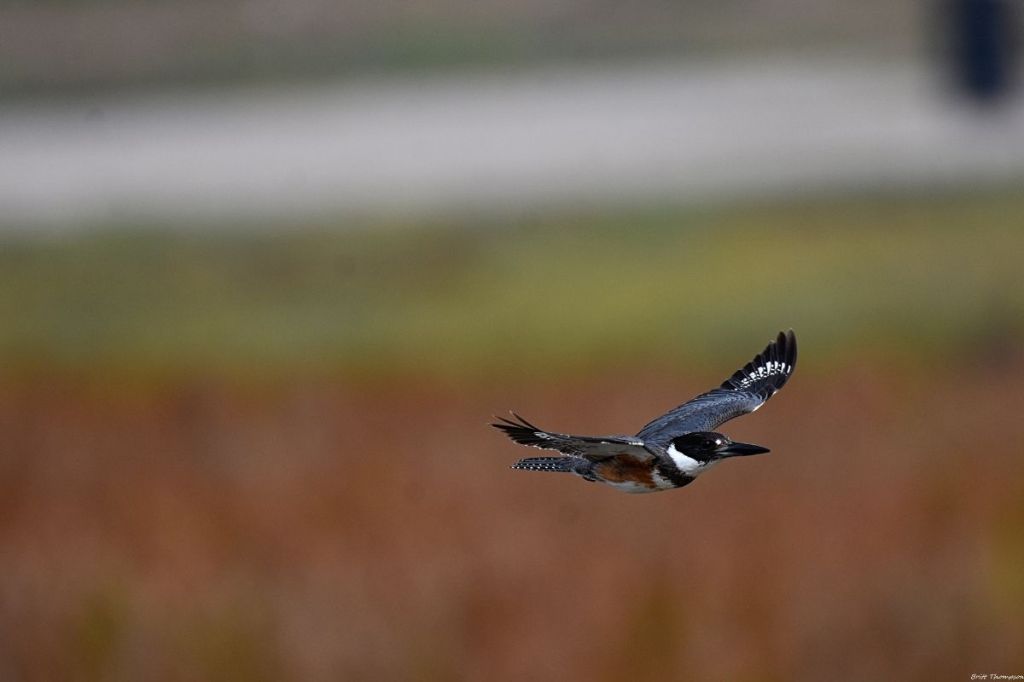 A Belted Kingfisher in mid-flight, its wings spread as it soars over a blurred natural landscape. The bird’s sharp beak is pointed forward, and its slate-blue and white plumage contrasts against the earthy tones of the background.