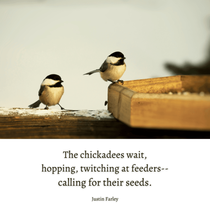 A bird haiku poem about chickadees on a feeder describing their eager movements as they call for food that sits at the bottom of a picture of two black-capped chickadees perched on a wooden bird feeder in winter, waiting for seeds.