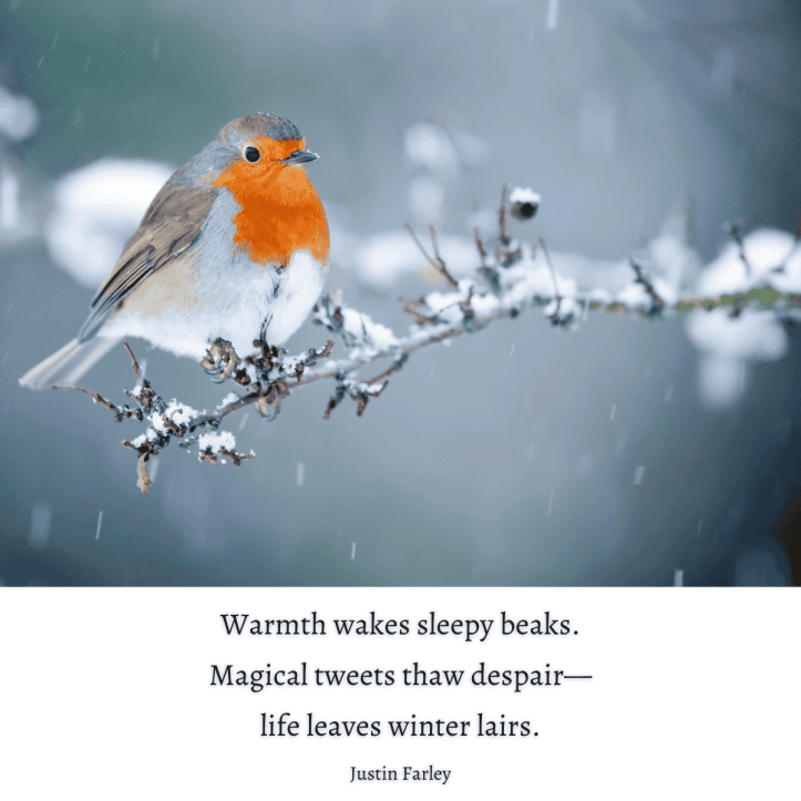 A European robin with a vibrant orange-red breast perches on a snow-dusted branch during snowfall, signaling the transition from winter to spring with a haiku poem about winter ending and spring beginning at the bottom