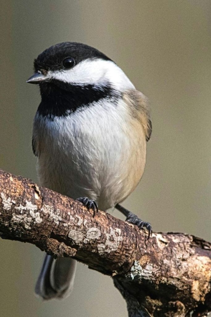 A close-up of a black-capped chickadee perched on a textured tree branch, showcasing its distinctive black cap, white cheeks, and soft gray plumage against a blurred natural background.