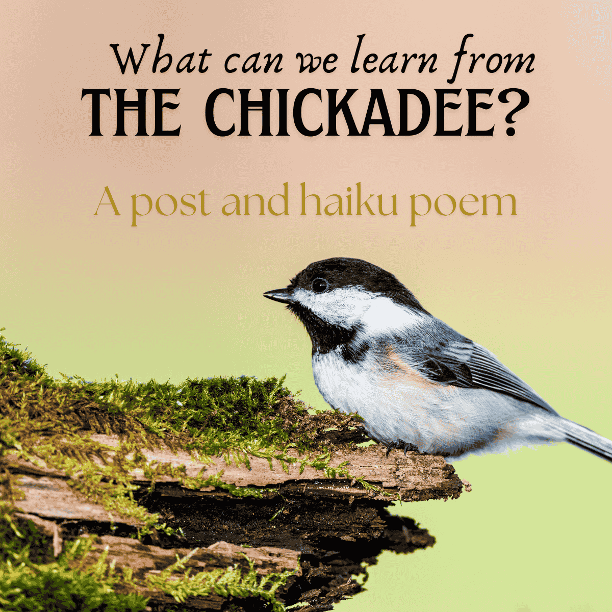 A black-capped chickadee perched on a moss-covered log, with the text overlay "What can we learn from the Chickadee? A post and haiku poem" against a soft gradient background.