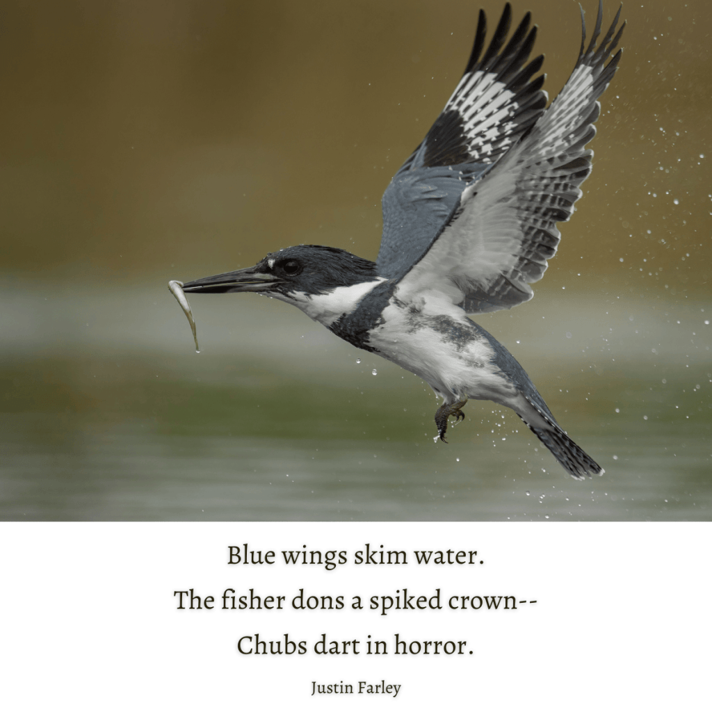 A belted kingfisher in mid-flight just above the water, holding a small fish in its beak. Its wings are spread wide, displaying sharp, spiked feathers. The background is blurred, emphasizing the bird's movement and precision. Below the image, a haiku poem on the kingfisher that reads: 'Blue wings skim water. / The fisher dons a spiked crown— / Chubs dart in horror.' - Justin Farley"