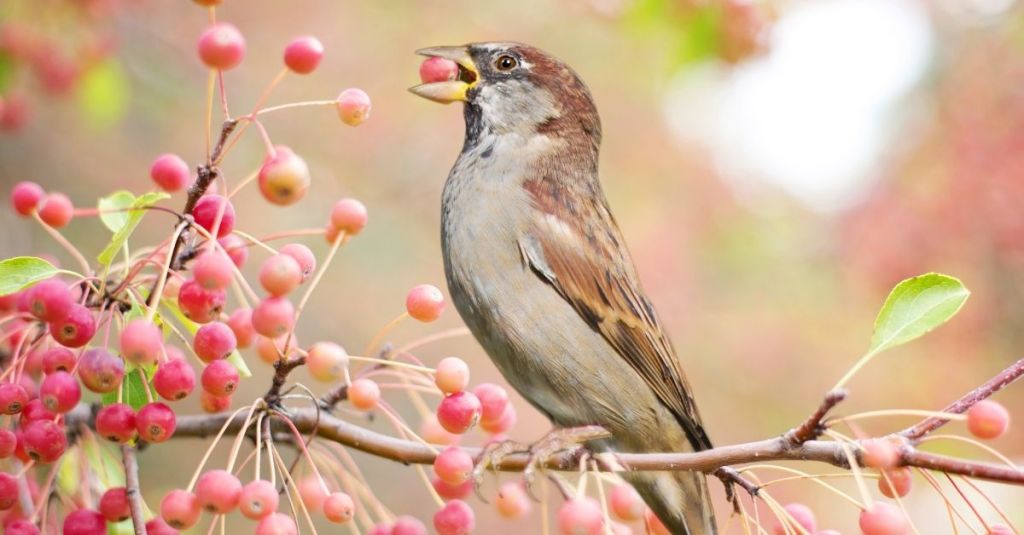 A small brown and gray house sparrow perches on a tree branch, holding a bright red crabapple berry in its beak. The branch is adorned with clusters of pinkish-red fruits, set against a softly blurred background of warm, golden hues.