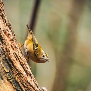 an image of the Golden-Crowned Kinglet with the background out of focus and the bird close up on a tree. It is an image for haiku poem about a Golden-Crowned Kinglet.