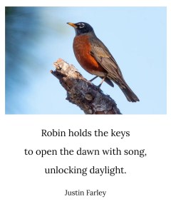 an image of a short bird haiku poem about robins that sits below an image of a an American Robin on a branch with robin egg blue background. The 5-7-5 haiku reads: "Robin holds the keys / to open the dawn with song, / unlocking daylight. // Justin Farley".