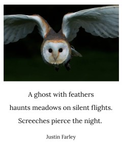 a image that contains a 5 7 5 bird haiku poem about barn owls in flight while hunting. It also has an image of a barn owl in flight at the top of the image. The short haiku reads: "A ghost with feathers / haunts meadows on silent flights. / Screeches pierce the night. // Justin Farley"
