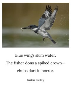 an image of a bird haiku poem about belted kingfishers that sits below an image of a a male kingfisher with a fish in its beak, flying over water. This 5-7-5 nature haiku example reads: "Blue wings skim water. / The fisher dons a spiked crown-- / chubs dart in horror. // Justin Farley".