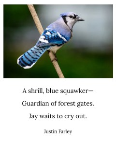 a short bird haiku poem about blue jays written in 5 7 5 form that rhymes. The text lays on top of an image of a male blue jay on a tree branch in the forest. The haiku emphasizes the squawking call of the bird as a warning cry. It reads: "A shrill, blue squawker-- / Guardian of forest gates. / Jay waits to cry out." Written by nature poet Justin Farley