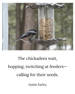 an image of a bird haiku poem about black-capped chickadees on bird feeders that sits below an image of a a male chickadee eating at a feeder. This 5-7-5 haiku example reads: "The chickadees wait, / hopping, twitching at feeders-- / calling for their seeds. // Justin Farley".