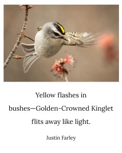 an image of a short nature haiku poem about the Golden-Crowned Kinglet that sits below an image of Golden-Crowned Kinglet on a thin branch. This 5-7-5 haiku example reads: "Yellow flashes in / bushes--Golden-Crowned Kinglet / flits away like light. // Justin Farley".