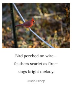 a image that contains a 5 7 5 bird haiku poem about red northern cardinals singing on a wire. It also has an image of a male cardinal perched on a wire at the top of the image. The short haiku reads: "Bird perched on wire- / feathers scarlet as fire- / sings bright melody. // Justin Farley"
