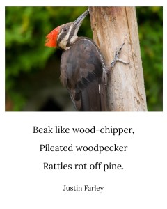 an image of a short bird haiku poem about a Pileated wood pecker hammering on a dead pine tree that sits below an image of a a male Pileated woodpecker on the side of a dead pine tree. This 5-7-5 haiku example that rhymes reads: "Beak like wood-chipper, / Pileated woodpecker / Rattles rot off pine. // Justin Farley".