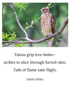an image of a bird haiku poem about red-tailed hawks that sits below an image of a a red-tailed hawk perched in a tree. This 5-7-5 nature haiku example reads: "Talons grip tree limbs-- / sickles to slice through furred-skin. / Tails of flame take flight. // Justin Farley".
