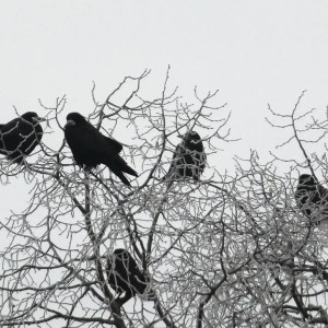 an image of a group of American crows sitting in a tree. It is an image for haiku poem about the mystery, knowledge, wisdom, and intelligence of crows. .