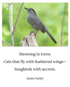 a image of a cat bird poem about them meowing in the trees sounding like cats but also holding a secret beautiful song within, written in English,--a traditional 5 7 5 short haiku overlaid a image of a Gray Catbird sitting on a limb a tree with the background blurred and the bird upfront in focus. The nature haiku reads, "Meowing in trees; / Cat that fly with feathered wings—/ Songbirds with secrets. / / Justin Farley"