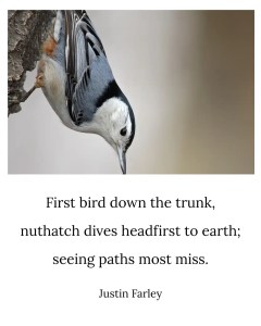 A white-breasted nuthatch descending headfirst on a tree. Below, a haiku poem reads: 'First bird down the trunk, / nuthatch dives headfirst to earth; / seeing paths most miss. // Justin Farley'