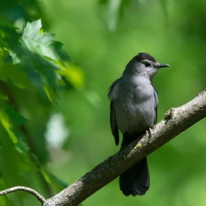 A gray catbird perched on a tree branch surrounded by green forest leaves.