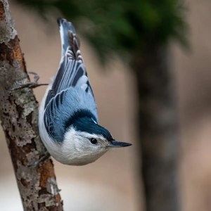 A white-breasted nuthatch descending a tree trunk in early morning light. The bird's posture—downward, alert, and intentional—captures its unique nature.
