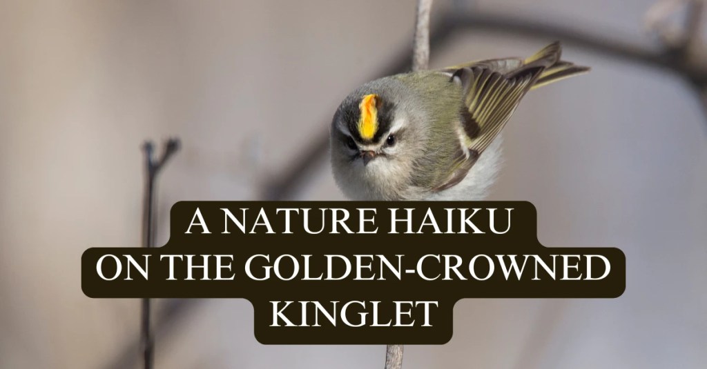 A featured image for a blog post about the Golden-Crowned Kinglet that includes a bird haiku poem and some interesting facts. The image is of a Golden-Crowned Kinglet close up, perched on a thin tree branch and features text that says : "A Nature Haiku On The Golden-Crowned Kinglet"
