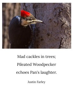 an image of a short bird haiku poem about the Greek god Pan that uses the cackle laughter sound of a Pileated Woodpecker as personification of Pan's laughter. It sits beneath an image of a Pileated Woodpecker on the side of a tree. The image reflects the omniscient quality of Pan in the poem. This 5-7-5 mythic haiku about Pan reads: "Mad cackles in trees; / Pileated Woodpecker / echoes Pan's laughter. // Justin Farley".