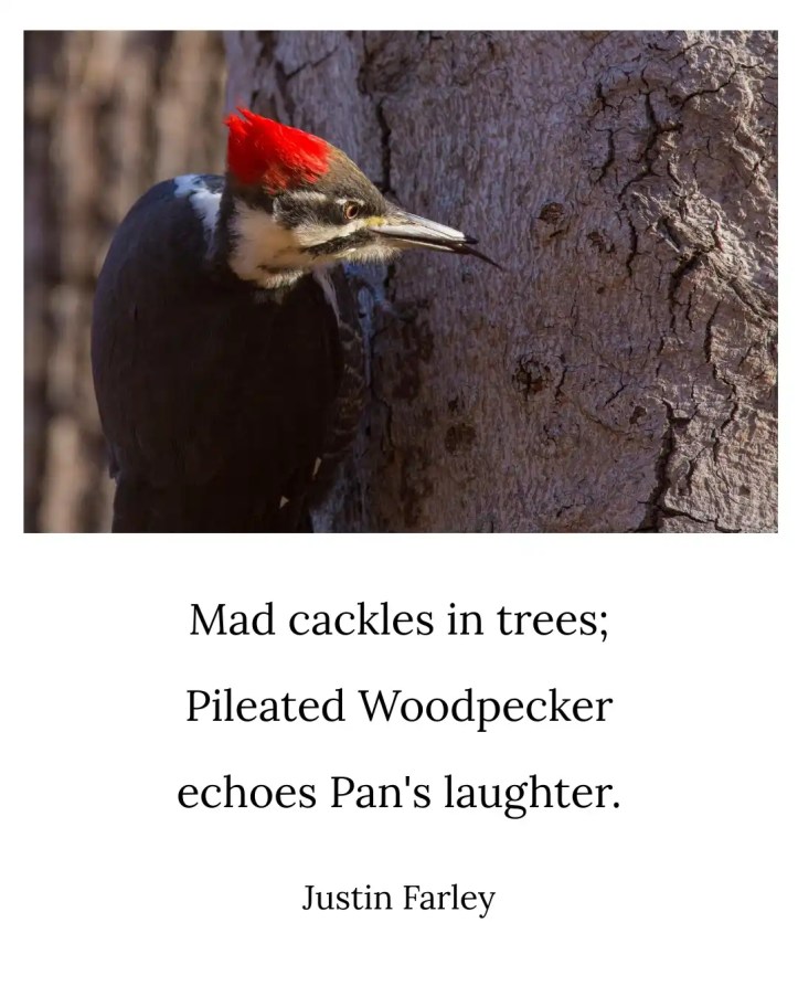 an image of a short bird haiku poem about the Greek god Pan that uses the cackle laughter sound of a Pileated Woodpecker as personification of Pan's laughter. It sits beneath an image of a Pileated Woodpecker on the side of a tree. The image reflects the omniscient quality of Pan in the poem. This 5-7-5 mythic haiku about Pan reads: "Mad cackles in trees; / Pileated Woodpecker / echoes Pan's laughter. // Justin Farley".