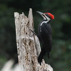 an image of a PIleated Woodpecker on the side of a dead tree. It is an image for haiku poem about Pileated Woodpeckers and Greek mythology revolving around the nature god Pan